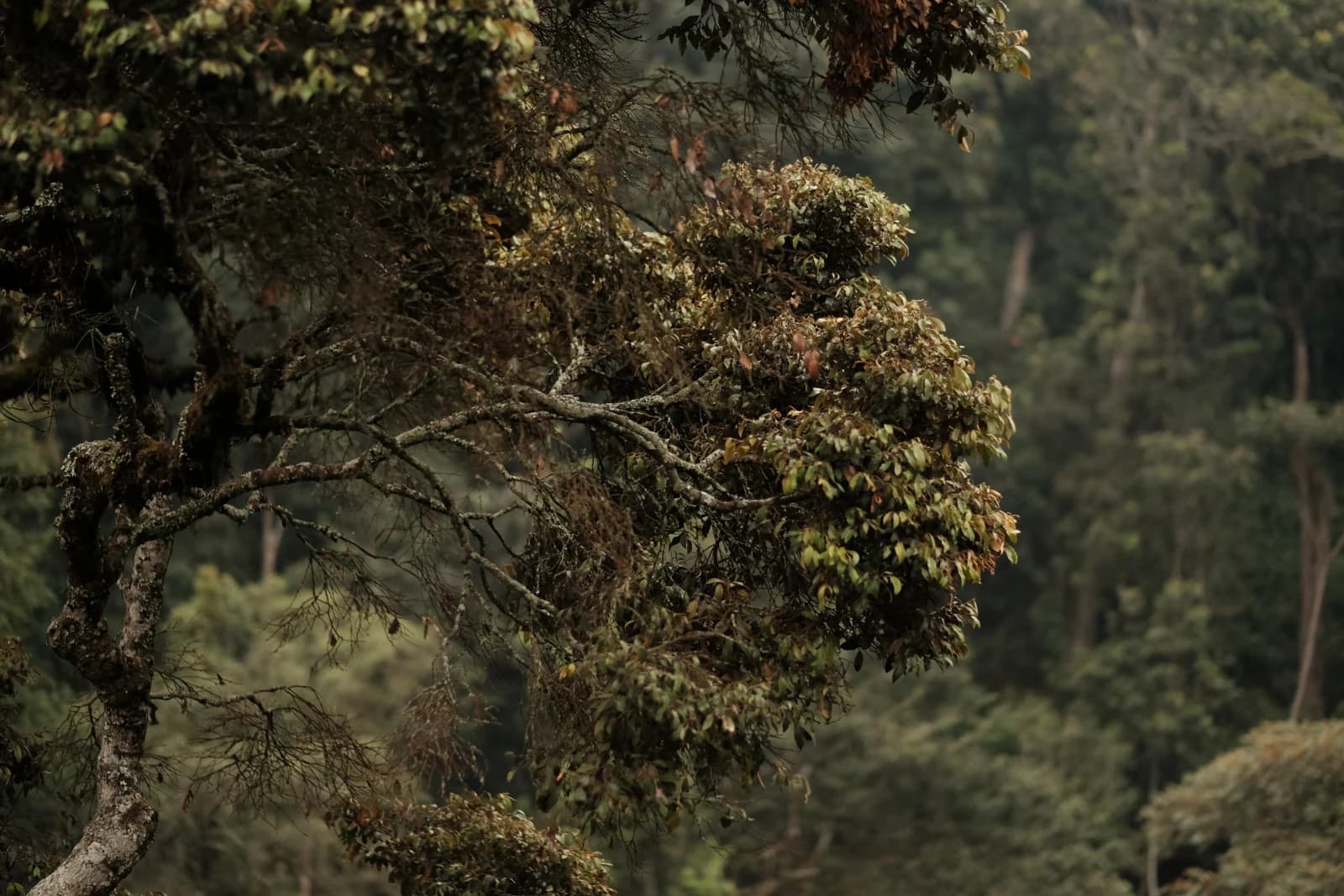 Forêt de Nyungwe au Rwanda, image d’illustration de projets liés à la nature