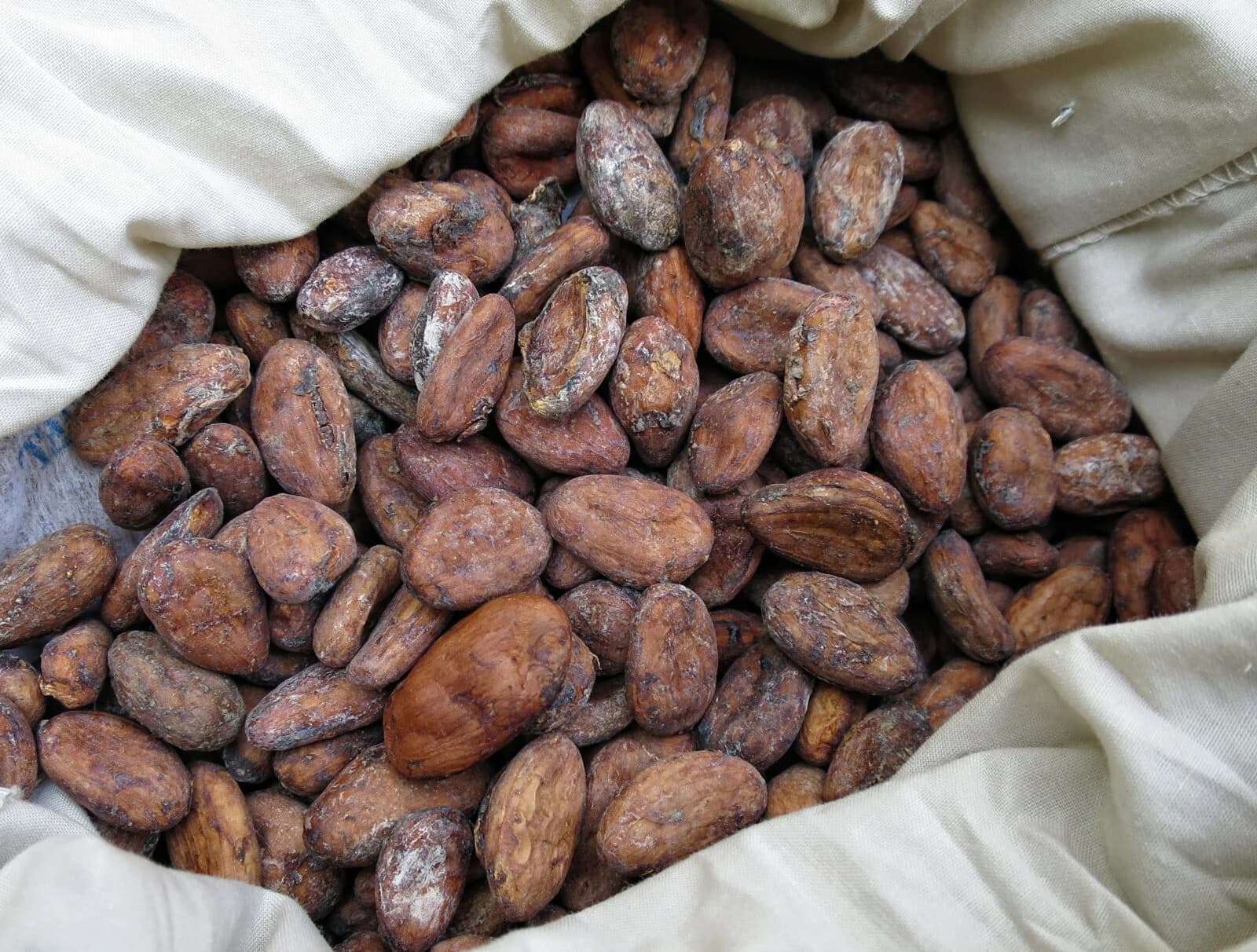 Gros plan de fèves de cacao dans un sac