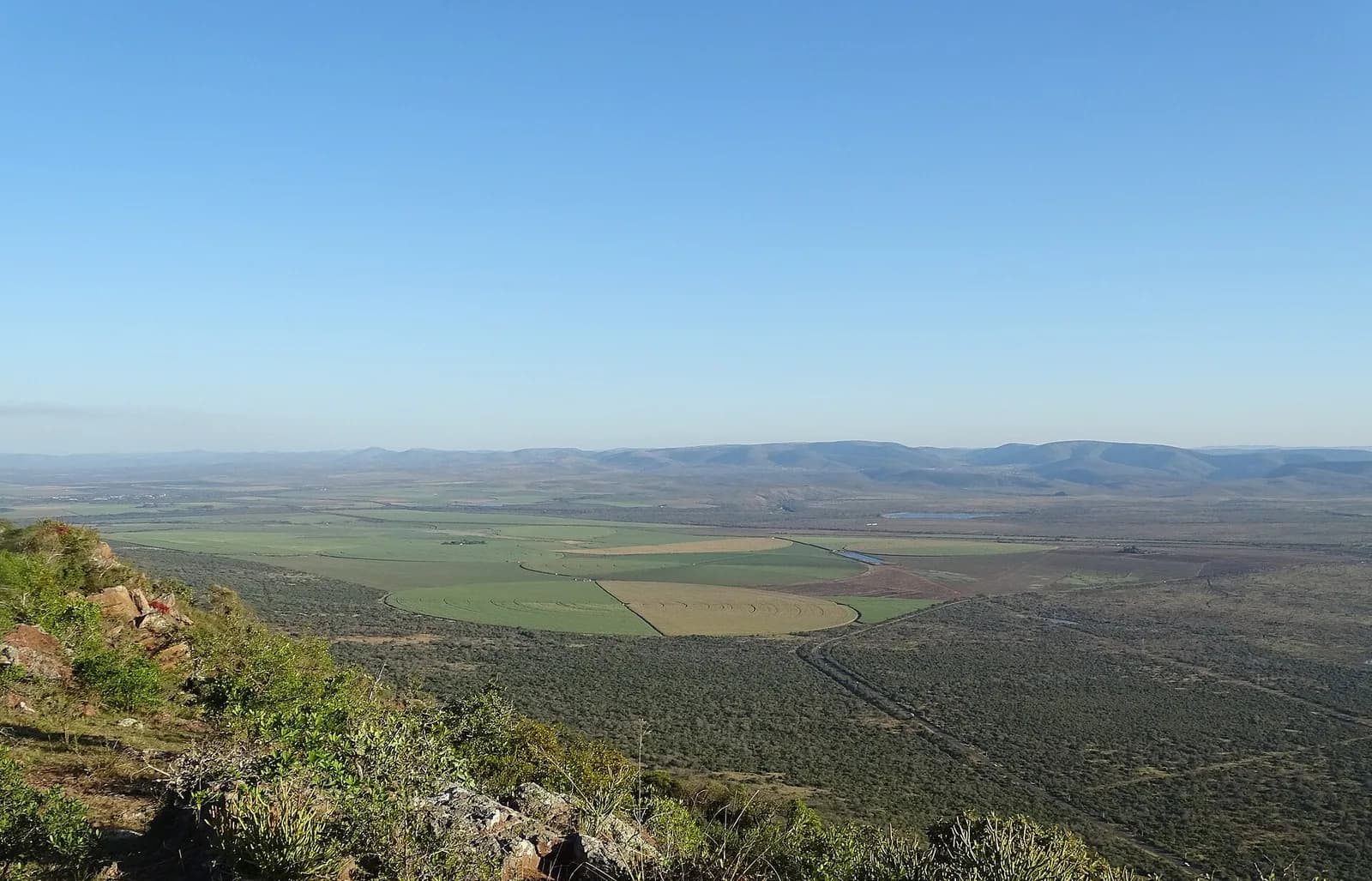 Champ de canne à sucre à Mkuze en Afrique du Sud