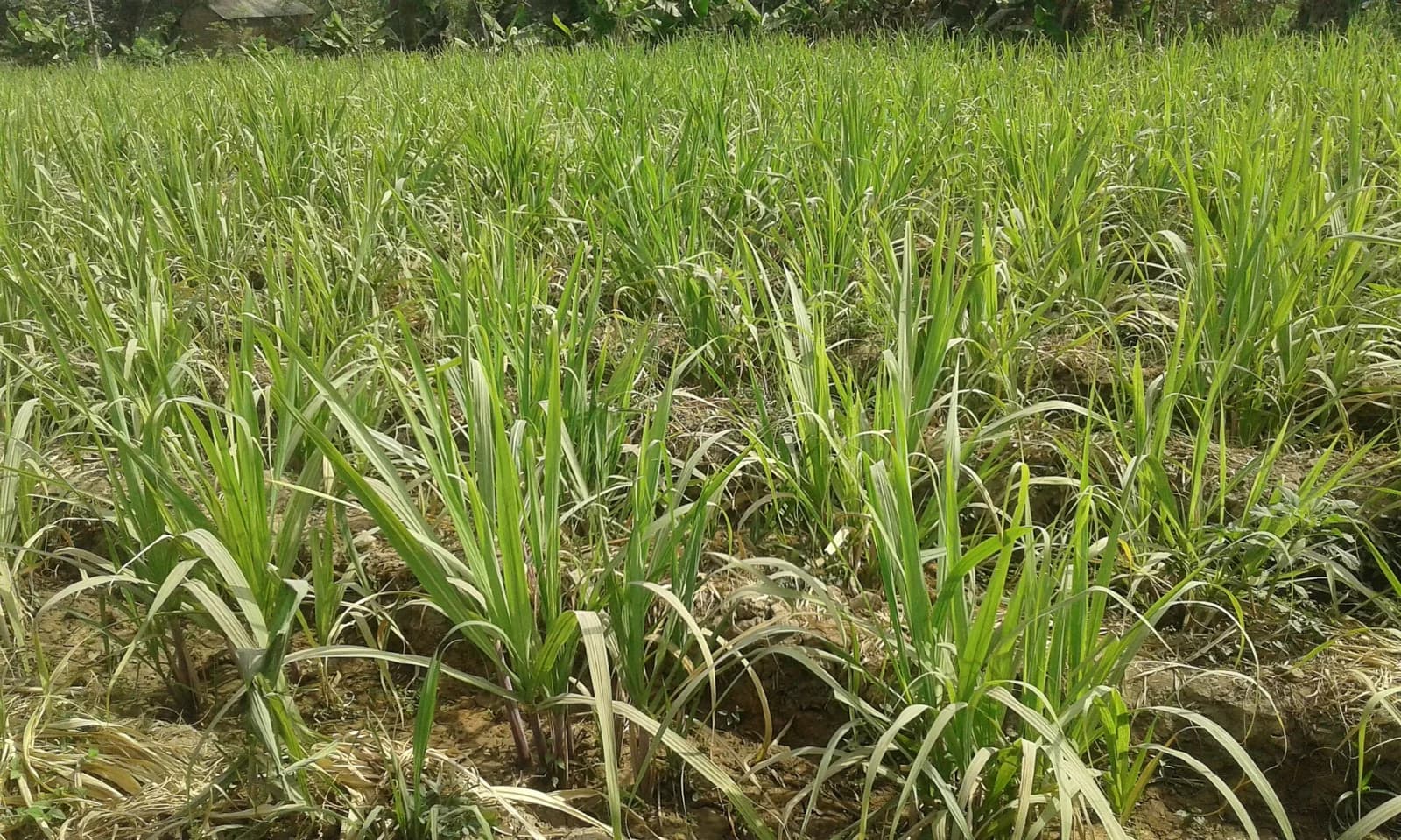Jeunes plants de canne à sucre irrigués à Ganye, au Nigeria, photographie d’archive