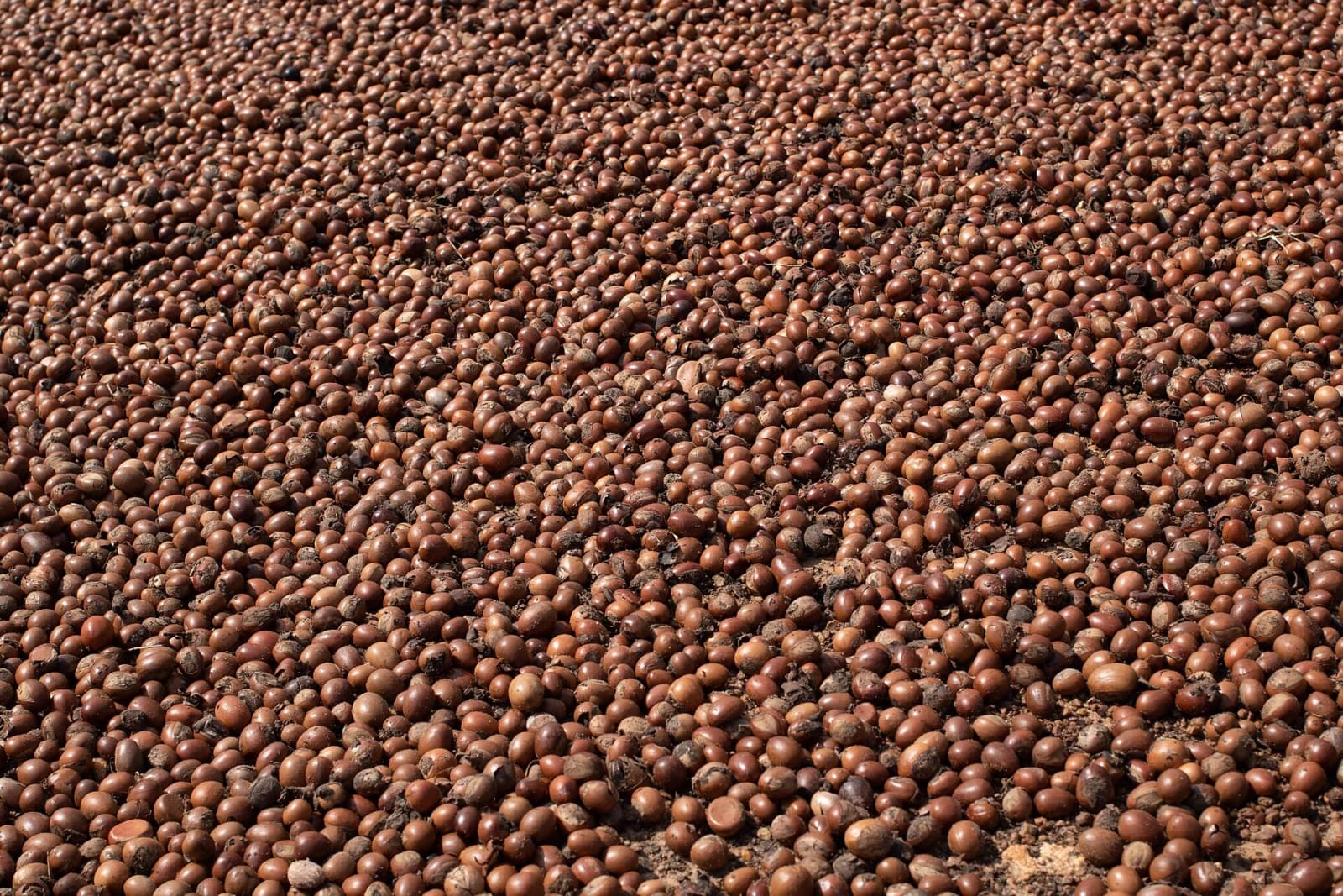 Noix de karité séchées avant leur transformation