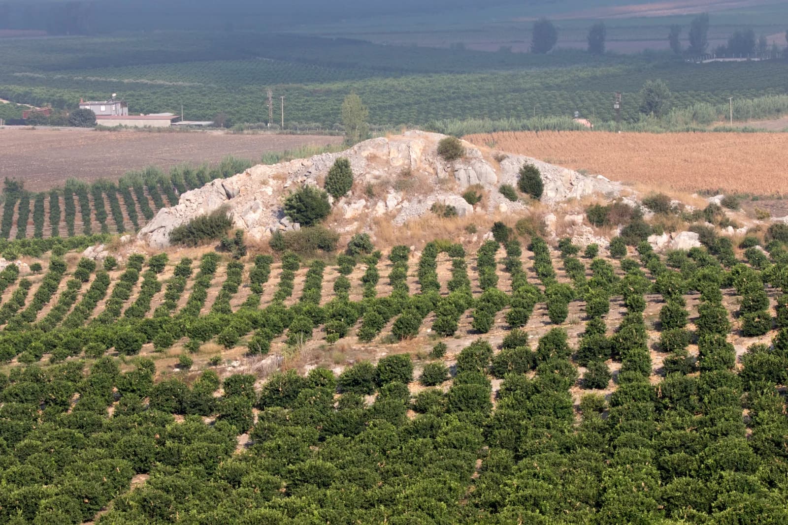 Rangées d’arbres dans un vaste verger d’agrumes